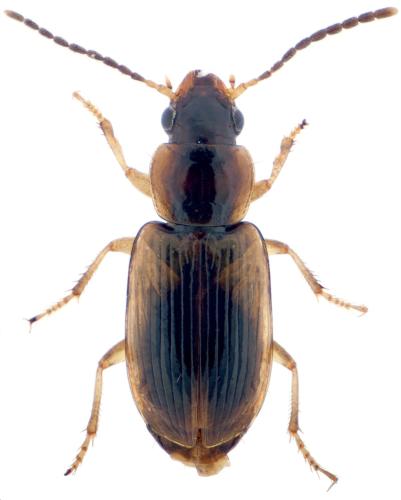 Réf. 357 475 : Acupalpus sp.